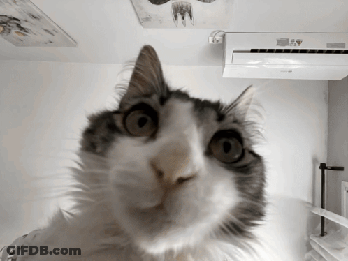 A Close Up Of A Cat 'S Face With An Air Conditioner Behind It GIF