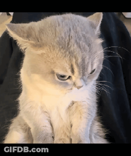 Close-Up Of Angry Cat Face GIF