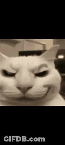 A Close Up Of A Cat 'S Face With An Angry Look On Its Face . GIF