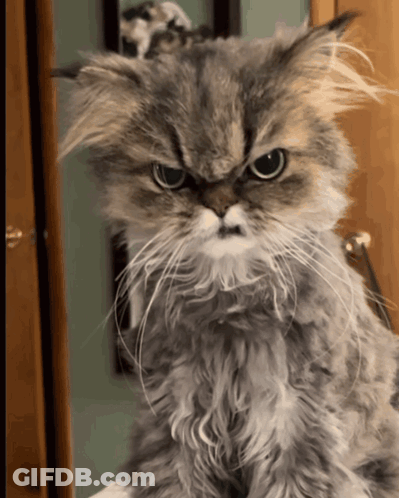 A Close Up Of A Cat 'S Face With An Angry Look On Its Face GIF