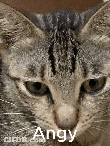 Close Up Of Angry Cat Face GIF