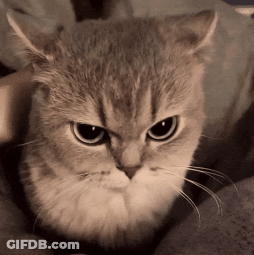 A Close Up Of A Cat 'S Face With Big Eyes GIF