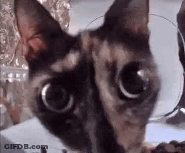 A Close Up Of A Cat 'S Face With Big Eyes . GIF