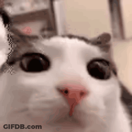 A Close Up Of A Cat 'S Face With Big Eyes And A Red Nose . GIF