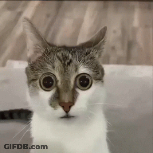 A Close Up Of A Cat 'S Face With Big Eyes . GIF