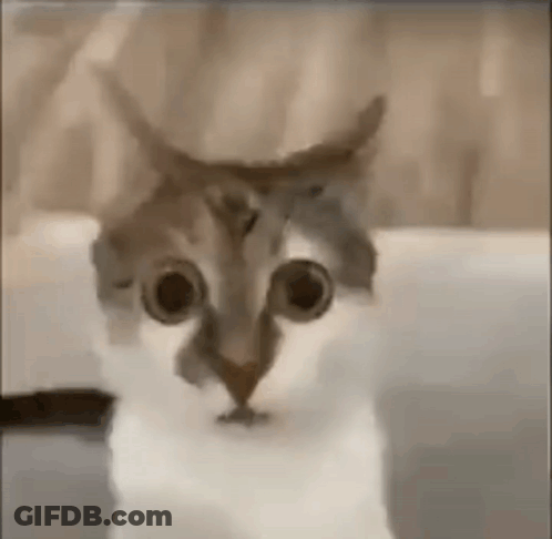A Close Up Of A Cat 'S Face With Big Eyes . GIF