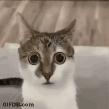 A Close Up Of A Cat 'S Face With Big Eyes . GIF