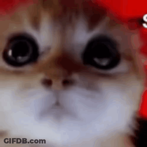 Close Up Of Cat's Face With Big Eyes Looking At Camera GIF