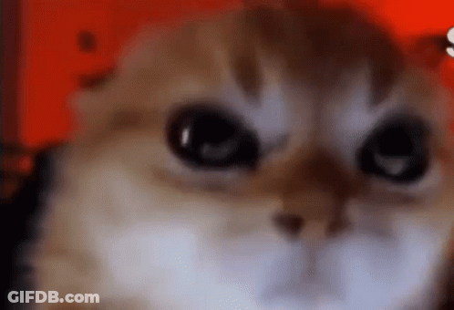 A Close Up Of A Cat 'S Face With Big Eyes Looking At The Camera On A Red Background . GIF