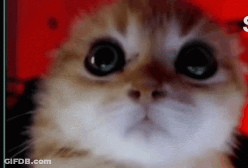 Close-Up Of Cat Face With Big Eyes Looking At Camera GIF