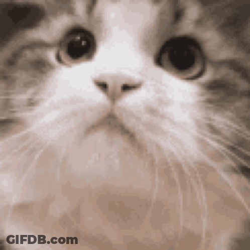 Close Up Of Cat Face With Big Eyes GIF