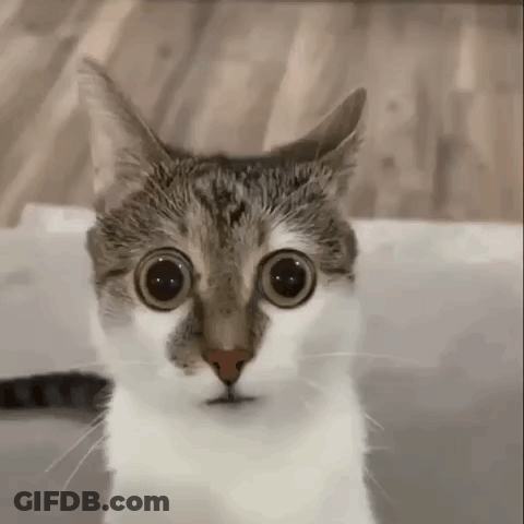 A Close Up Of A Cat 'S Face With Big Eyes . GIF