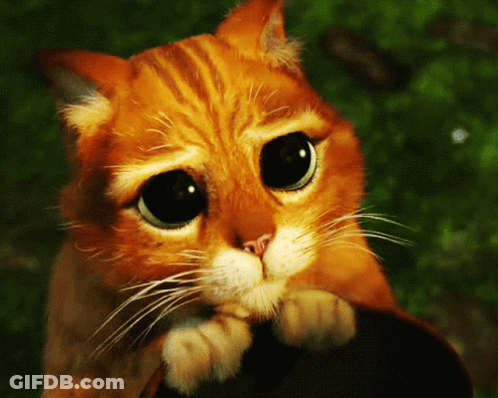 A Close Up Of A Cat 'S Face With Big Eyes GIF