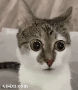 A Close Up Of A Cat 'S Face With Big Eyes . GIF