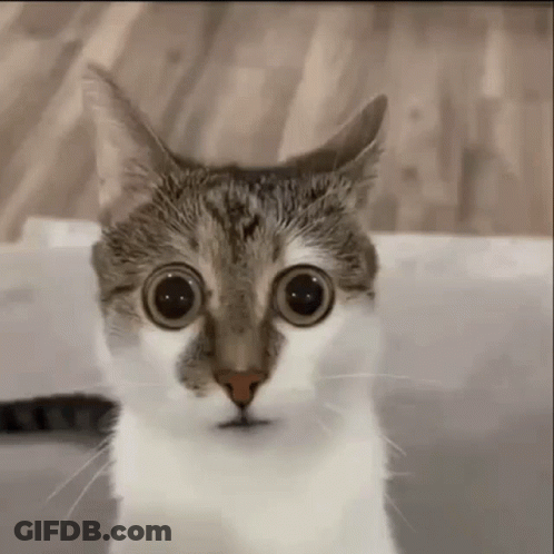 A Close Up Of A Cat 'S Face With Big Eyes . GIF