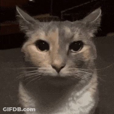 A Close Up Of A Cat 'S Face With Black Eyes GIF
