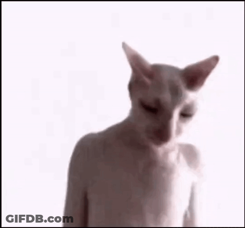 A Close Up Of A Cat 'S Face With Black Eyes . GIF