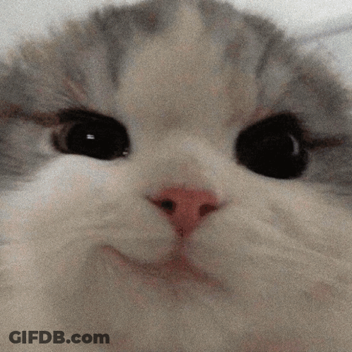 A Close Up Of A Cat 'S Face With Black Eyes GIF