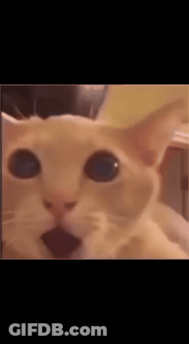 A Close Up Of A Cat 'S Face With Blue Eyes Looking At The Camera . GIF
