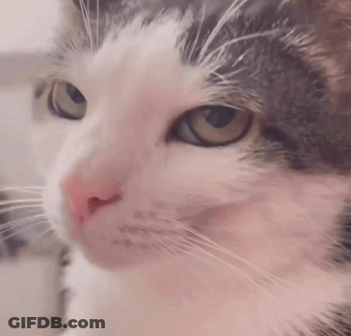 A Close Up Of A Cat 'S Face With Brown Eyes GIF