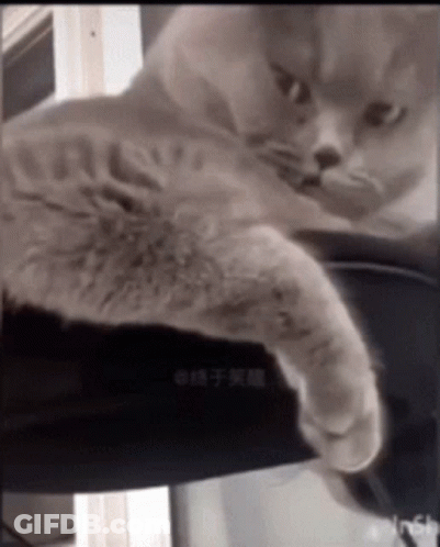 Close Up Of Cat Face With Chinese Writing GIF