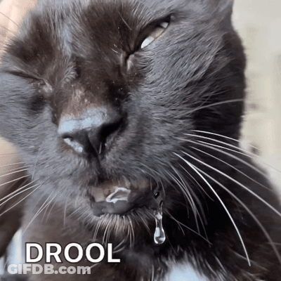 A Close Up Of A Cat 'S Face With Drool Written Below It GIF
