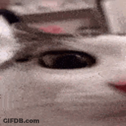 A Close Up Of A Cat 'S Face With Glasses On . GIF