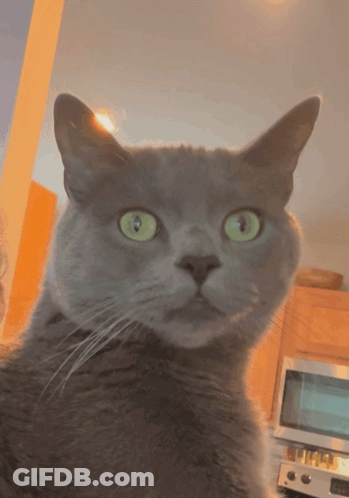 A Close Up Of A Cat 'S Face With Green Eyes GIF