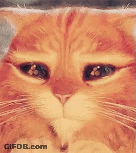 A Close Up Of A Cat 'S Face With Its Eyes Closed . GIF