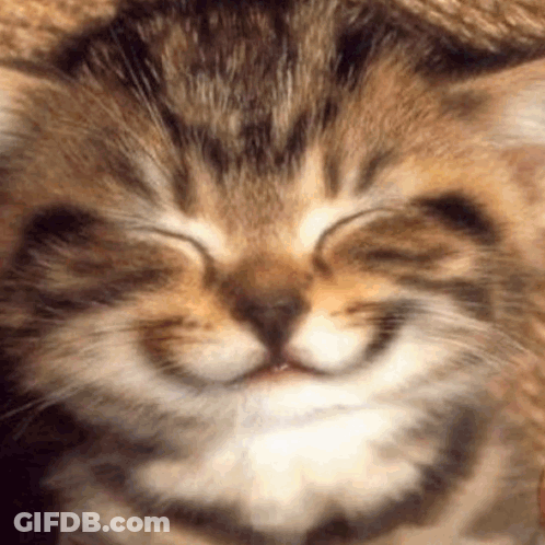 A Close Up Of A Cat 'S Face With Its Eyes Closed And Smiling . GIF