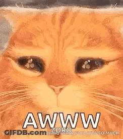 A Close Up Of A Cat 'S Face With Its Eyes Closed And The Words `` Aww '' Written On It . GIF
