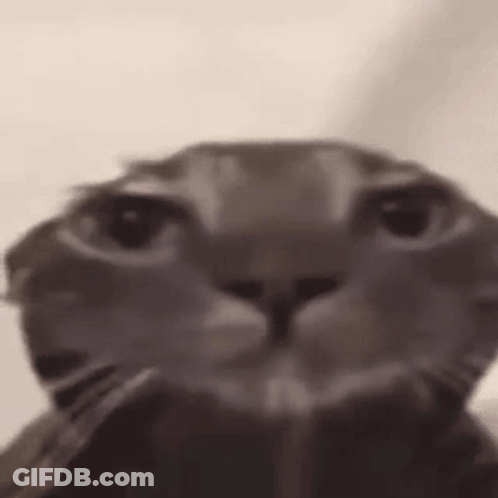 A Close Up Of A Cat 'S Face With Its Eyes Closed . GIF