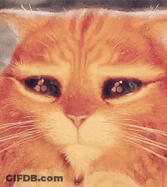 A Close Up Of A Cat 'S Face With Its Eyes Closed GIF