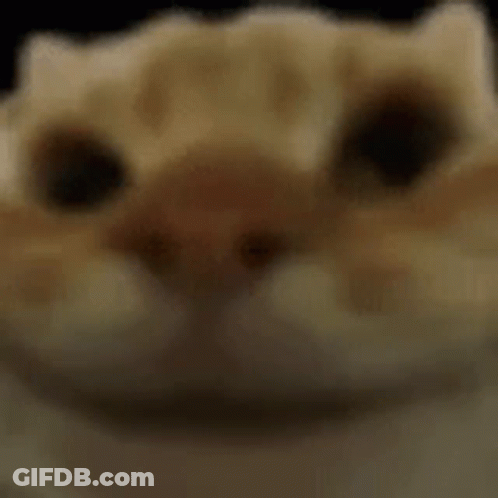 A Close Up Of A Cat 'S Face With Its Eyes Closed GIF