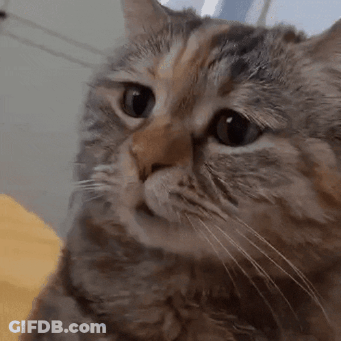 A Close Up Of A Cat 'S Face With Its Eyes Looking At The Camera GIF