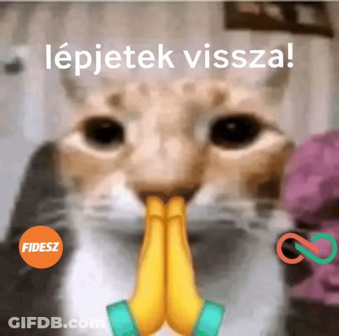 A Close Up Of A Cat 'S Face With Its Hands Folded In Prayer GIF