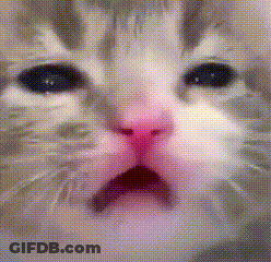 A Close Up Of A Cat 'S Face With Its Mouth Open And A Pink Nose . GIF