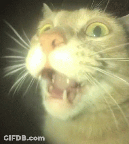 A Close Up Of A Cat 'S Face With Its Mouth Open And Its Eyes Glowing In The Dark . GIF