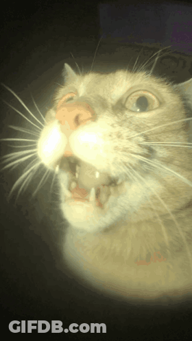 A Close Up Of A Cat 'S Face With Its Mouth Open And Teeth Showing GIF