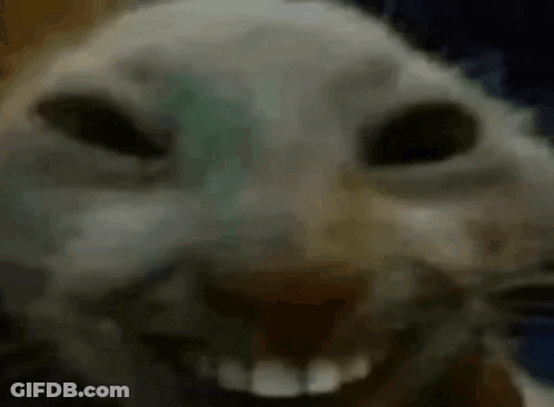 A Close Up Of A Cat 'S Face With Its Mouth Open And Teeth Visible . GIF