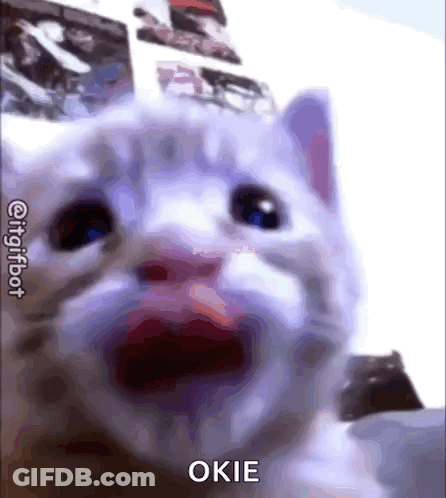 A Close Up Of A Cat 'S Face With Its Mouth Open And The Word Okie On It . GIF