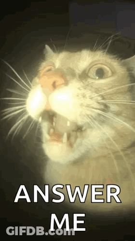 A Close Up Of A Cat 'S Face With Its Mouth Open And The Words `` Answer Me '' Written Below It . GIF