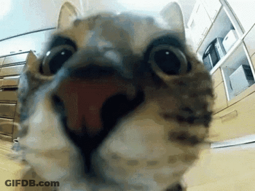 A Close Up Of A Cat 'S Face With Its Mouth Open In A Kitchen GIF