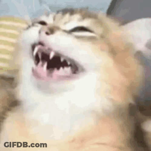 A Close Up Of A Cat 'S Face With Its Mouth Open . GIF