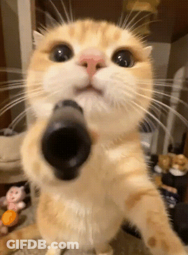 A Close Up Of A Cat 'S Face With Its Mouth Open GIF