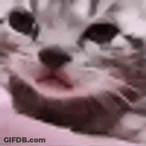 A Close Up Of A Cat 'S Face With Its Mouth Open On A Pink Background . GIF
