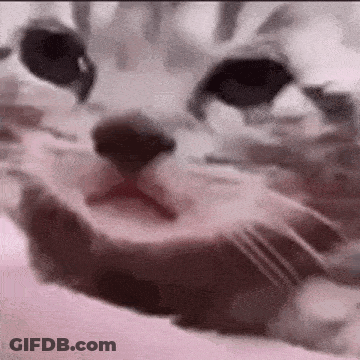 A Close Up Of A Cat 'S Face With Its Mouth Open On A Pink Background . GIF