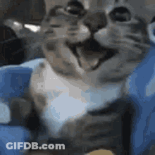 A Close Up Of A Cat 'S Face With Its Mouth Open . GIF