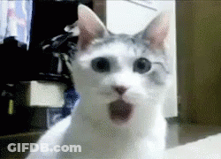 A Close Up Of A Cat 'S Face With Its Mouth Open GIF