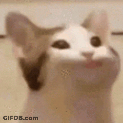 A Close Up Of A Cat 'S Face With Its Mouth Open . GIF